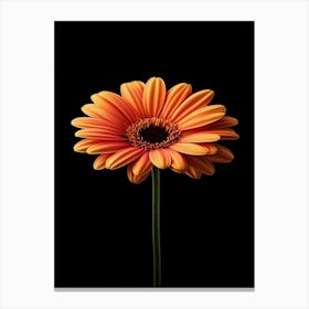 Orange Gerbera Flower 3 Canvas Print