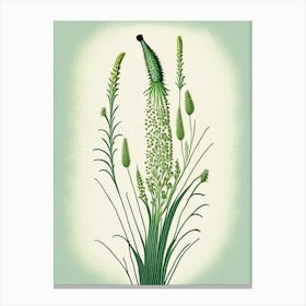 Horsetail Wildflower Vintage Botanical Canvas Print