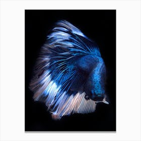 Siamese Betta Fish 4 Fine Art Print Canvas Print