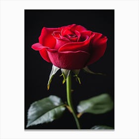 Red Rose On Black Background 47 Canvas Print