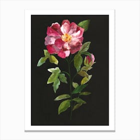 Douce Rose Canvas Print