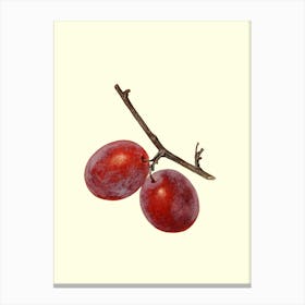 Two Plums On A Branch Canvas Print