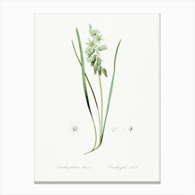 Drooping Star Of Bethlehem Illustration From Les Liliacées (1805), Pierre Joseph Redoute Canvas Print