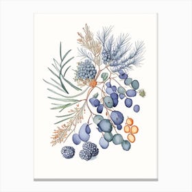 Juniper Berries Spices And Herbs Pencil Illustration 1 Canvas Print