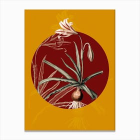 Vintage Botanical Amaryllis Broussonetii on Circle Red on Yellow n.0085 Canvas Print