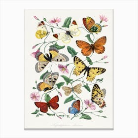 Vintage Butterfly & Moth Painting Canvas Print