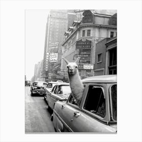 Llama in a Taxi, Black and White Vintage Photo Canvas Print