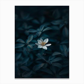 White Flower In The Dark 38 Canvas Print