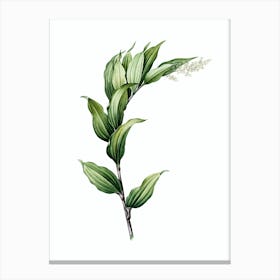 Vintage Treacleberry Botanical Illustration on Pure White n.0493 Canvas Print