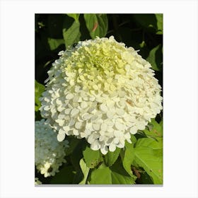 White Hydrangea Canvas Print