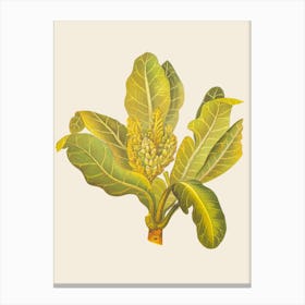 Banana Leaf Canvas Print