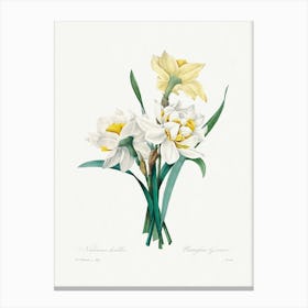 Double Daffodil, Pierre Joseph Redouté Canvas Print