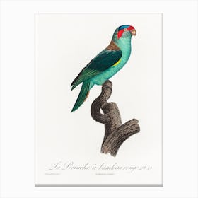 The Musk Lorikeet From Natural History Of Parrots, Francois Levaillant Canvas Print