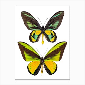 Two Green And Yellow Butterflies Canvas Print