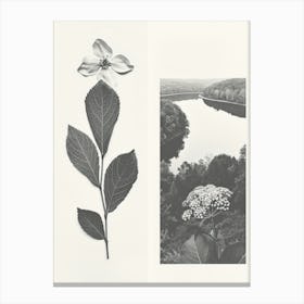Jasmine Flower Photo Collage 4 Canvas Print