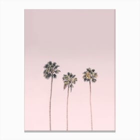 Blushing Palms Canvas Print