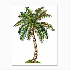 Palm Tree 33 Canvas Print