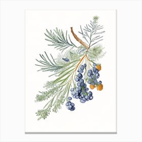 Juniper Berry Spices And Herbs Pencil Illustration 3 Canvas Print