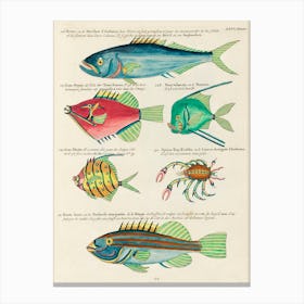 Colourful And Surreal Illustrations Of Fishes And Crab Found In Moluccas (Indonesia) And The East Indies, Louis Renard(36) Canvas Print