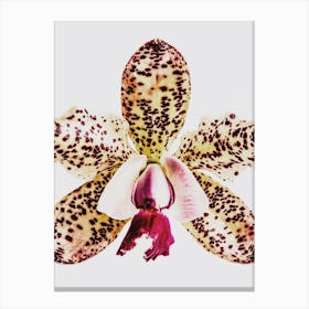 Coral Orchid Canvas Print