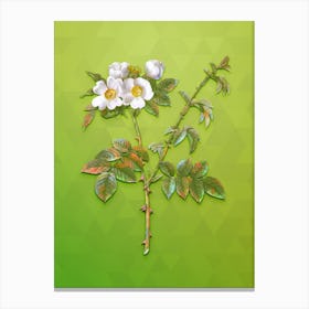 Vintage White Flowered Rose Botanical Art on Love Bird Green n.1012 Canvas Print