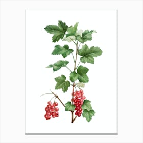 Vintage Redcurrant Plant Botanical Illustration on Pure White n.0223 Canvas Print