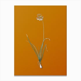 Vintage Nodding Onion Botanical on Sunset Orange n.0321 Canvas Print