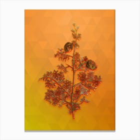 Vintage Mediterranean Cypress Botanical Art on Tangelo n.0844 Canvas Print