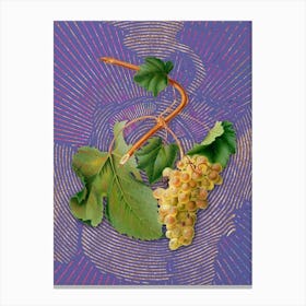 Vintage Vermentino Grapes Botanical Illustration on Veri Peri n.0396 Canvas Print
