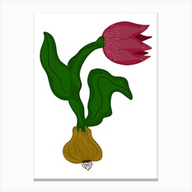 Tulip Canvas Print