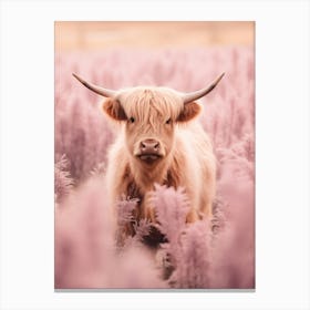 Highland Cow In Field With Long Pink Grass 2 Canvas Print