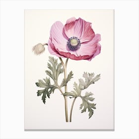 Anemones Flower Vintage Botanical 2 Canvas Print