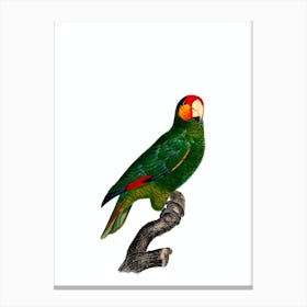 Vintage Red Lored Amazon Parrot Bird Illustration on Pure White Canvas Print