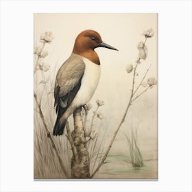 Vintage Bird Drawing Canvasback 2 Canvas Print