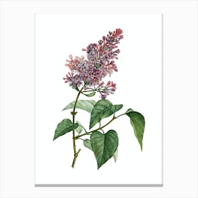 Vintage Common Pink Lilac Plant Botanical Illustration on Pure White n.0922 Canvas Print