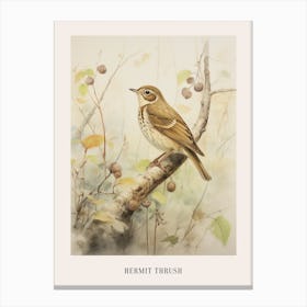 Vintage Bird Drawing Hermit Thrush 3 Poster Canvas Print