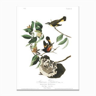 American Redstart Canvas Print