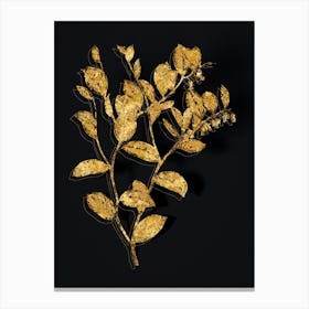 Vintage Andromeda Axillaris Bloom Botanical in Gold on Black n.0499 Canvas Print