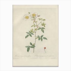 Rose Illustration, Pierre Joseph Redoute, Pierre Joseph Redoute(148) Canvas Print