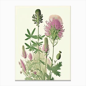 Prairie Clover Wildflower Vintage Botanical Canvas Print