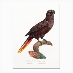 The Black Lory From Natural History Of Parrots, Francois Levaillant Canvas Print