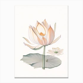 Amur Lotus Pencil Illustration 2 Canvas Print