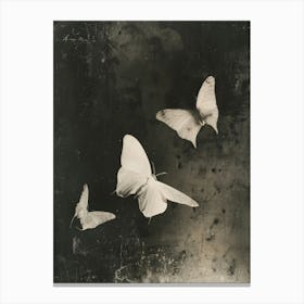 Three Butterflies 1 Canvas Print