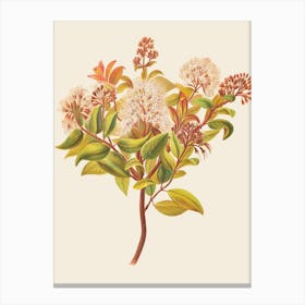 Eucalyptus 16 Canvas Print