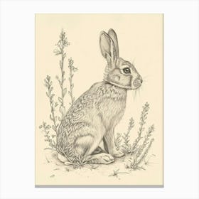 Harlequin Rabbit Drawing 4 Canvas Print