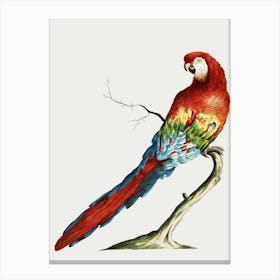 Parrot On A Branch 12 Canvas Print