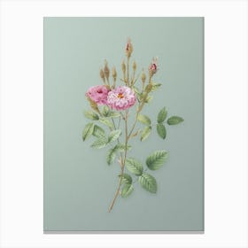 Vintage Mossy Pompon Rose Botanical Art on Mint Green n.0671 Canvas Print