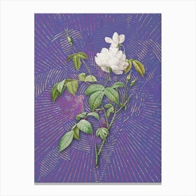 Vintage White Bengal Rose Botanical Illustration on Veri Peri n.0597 Canvas Print