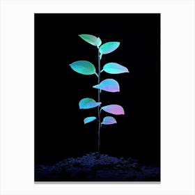 Plant In The Dark 30 Canvas Print