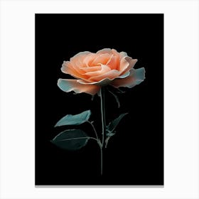 Peach Rose 2 Canvas Print